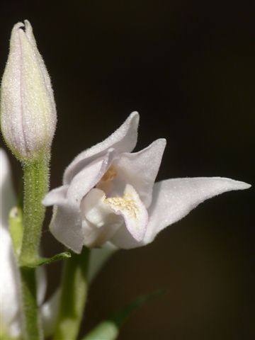 Preziosit 1: Cephalanthera rubra, ma.... bianca